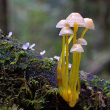 Load image into Gallery viewer, Sock-set of February: Mycena epipterigia
