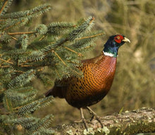 Load image into Gallery viewer, Sock-set of September: Fasanen/ The Pheasant
