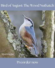 Load image into Gallery viewer, Sock-set of August: Spætmejsen/ The Wood nuthatch
