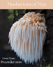 Load image into Gallery viewer, Sock-set of May: Lions Mane
