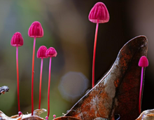 Load image into Gallery viewer, Sock-set of July: Mauve Parachute
