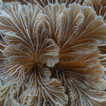 Load image into Gallery viewer, Sock-set of September: Split Gill Fungus
