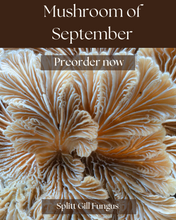 Load image into Gallery viewer, Sock-set of September: Split Gill Fungus
