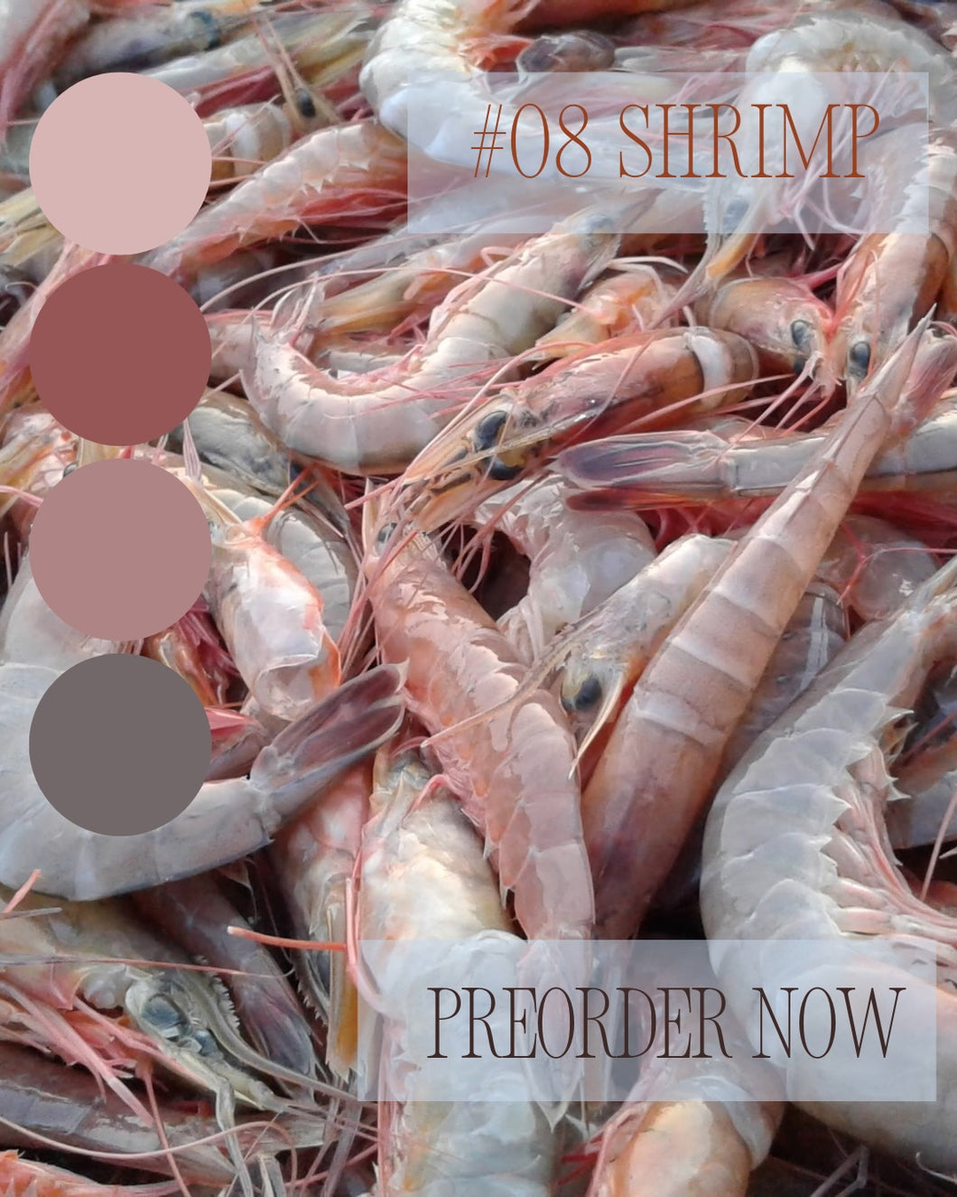 Sock-set of August: Shrimp