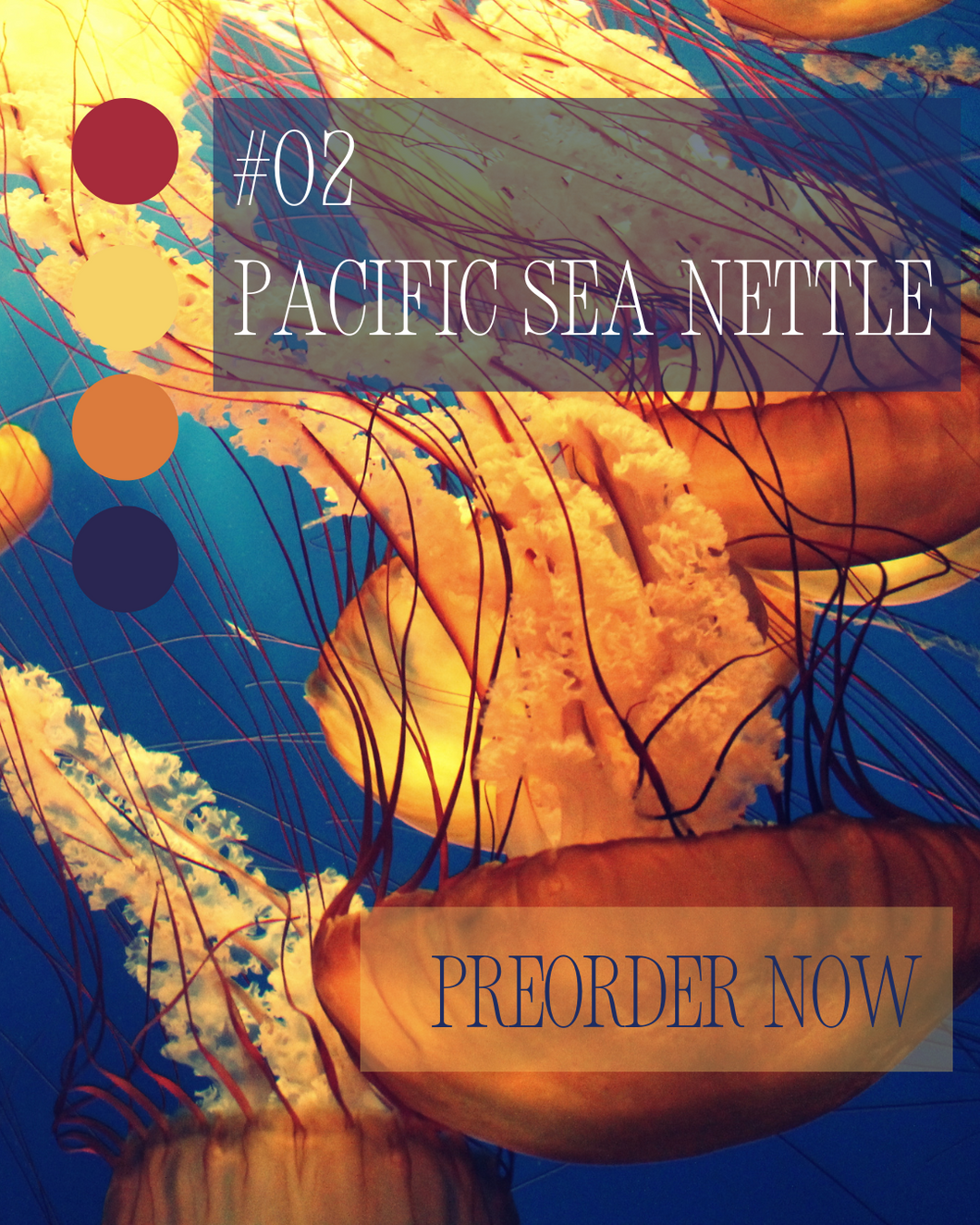 Sock-set of February: Pacific Sea Nettle