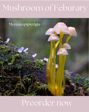 Load image into Gallery viewer, Sock-set of February: Mycena epipterigia
