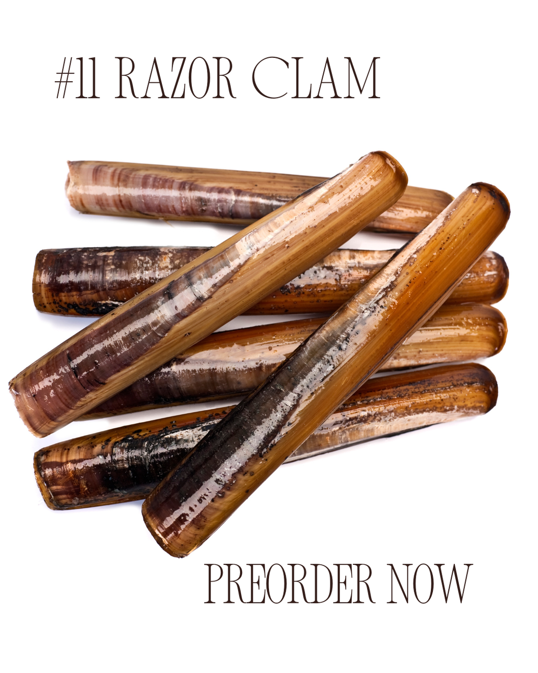 Sock-set of November : Razor Clam