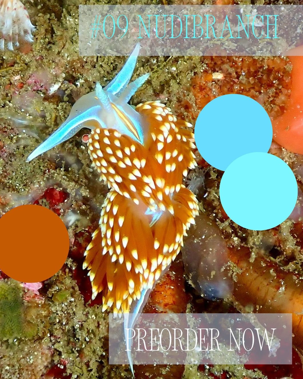 Sock-set of September: Nudibranch