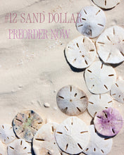 Indlæs billede til gallerivisning Sock-set of December: Sand Dollar

