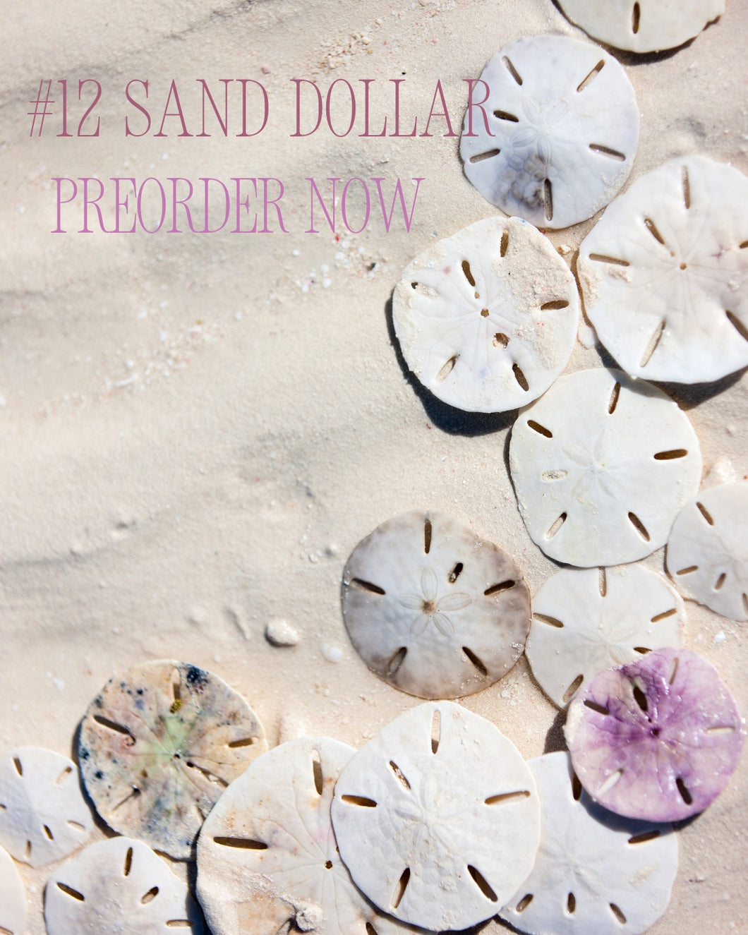 Sock-set of December: Sand Dollar