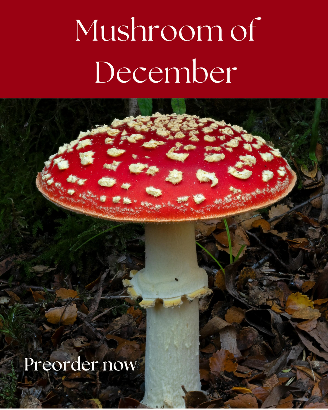 Sock-set of December: Amanita muscaria